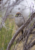 Rufous-crowned Sparrow