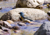 Lazui Bunting