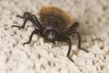 Wooly Darkling Beetle (<em>Cratidus osculans</em>)