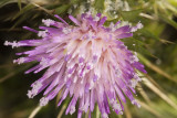 California Thistle (<em>Cirsium occidentale</em>)