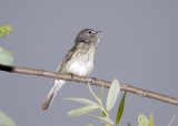 Bells Vireo