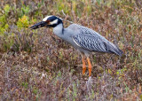 Yellow-crowned Night Heron