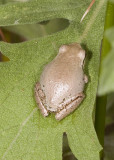 Pacific Treefrog (<em>Pseudacris regilla</em>)