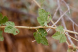 Chaparral Bushmallow (<em>Malacothamnus densiflorus</em>)