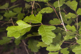 Poison-Oak (<em>Toxicodendron diversilobum</em>)