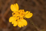 Graceful Tarplant (<em>Holocarpha virgata elongata</em>)