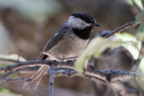 Mountain Chickadee