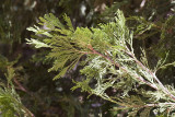 California Incense Cedar (<em>Calocedrus decurrens</em>)