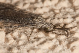 Antlion (<em>Brachynemurus sackeni</em>)