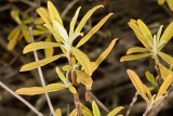 Black Sage (<em>Salvia mellifera</em>)