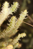 Parishs Glasswort (<em>Arthrocnemum subterminale</em>)