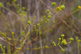 Tarweed (<em>Deinandra fasciculata</em>)