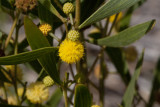 Red-eye Acacia (<em>Acacia cyclops</em>)