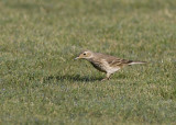 American Pipit