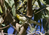 Blackburnian Warbler