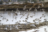 shorebirds01.jpg