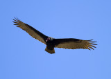 Turkey Vulture