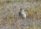 Pacific Golden Plover