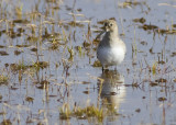 Dunlin