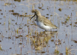 Dunlin