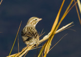Large-billed Savannah Sparrow