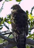 Northern Harrier