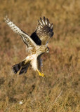 Northern Harrier