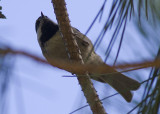 Mountain Chickadee