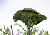 Lilac - Crowned Parrot