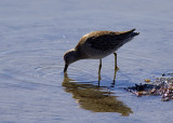 Short-billed Dowitcher