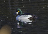 Common Goldeneye