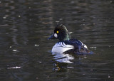 Common Goldeneye