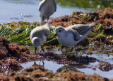 Sanderling