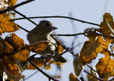 Oak Titmouse