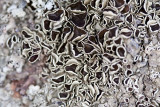 Lichen