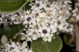 Hoary-leaf Lilac (<em>Ceanothus crassifolius</em>)