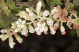 White-flowered Currant (<em>Ribes indecorum</em>)