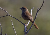 Rufous-crowned Sparrow