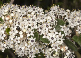 Wart-stem  Lilac (Ceanothus verrucosus)