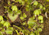 Liverworts - archegonia with sporophyte stage descending