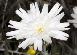 Desert Chicory (<em>Rafinesquia californica</em>)