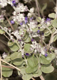 Desert Lavender (<em>Hyptis emoryi</em>)