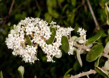 Warty-stem  Lilac (<em>Ceanothus verrucosus</em>)