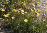 Desert Dandelion (<em>Malacothrix californica</em>)
