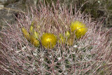 California Barrel Cactus (<em>Ferocactus cylindraceus</em>)