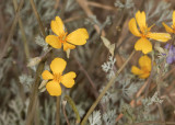 Pigmy Gold Poppy (<em>Eschscholzia minutiflora</em>)