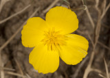 Pigmy Gold Poppy (<em>Eschscholzia minutiflora</em>)