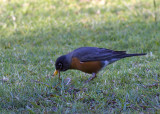 American Robin