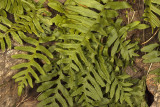 Giant Chain Fern (<em>Woodwardia fimbriata</em>)