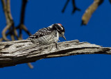 Nuttlas Woodpecker